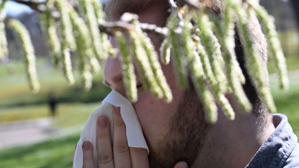 Birch pollen