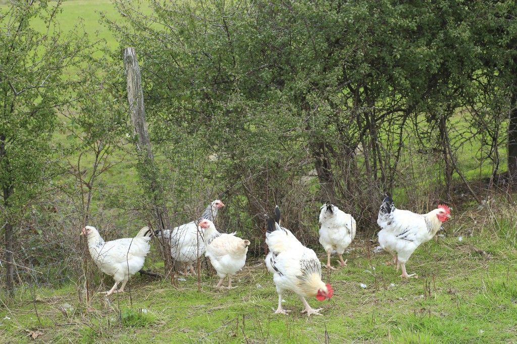 France allier saint bonnet de four viret bourbonnais chickens old rustic farmer, Baromfi Világnap