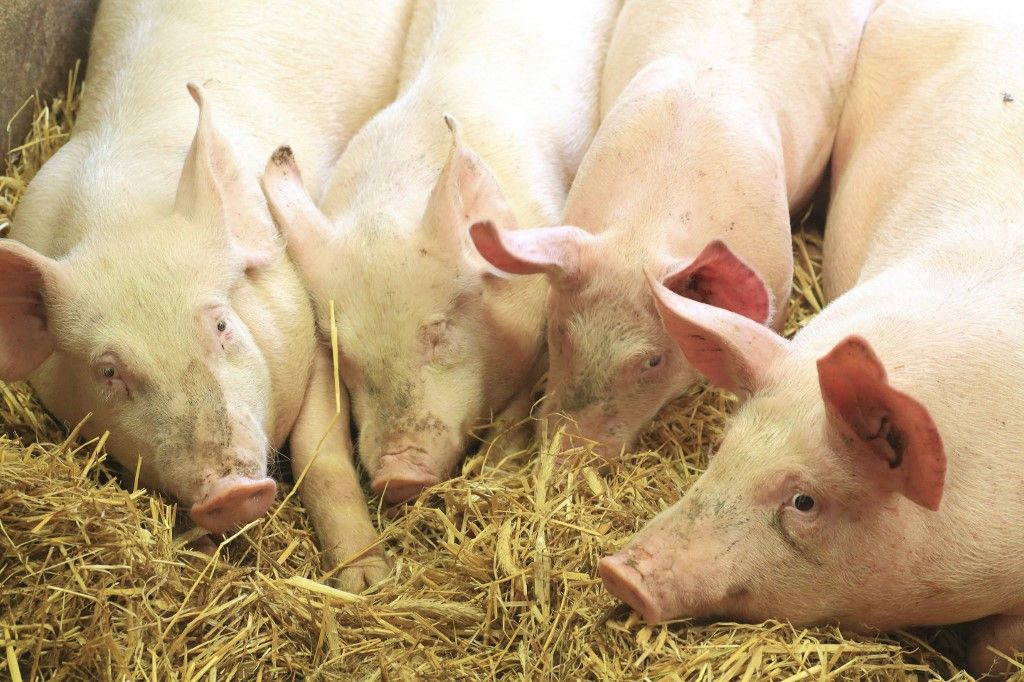 France aveyron saint sever du moustier farm andre pages breeding pig apalhat, ragadós száj- és körömfájás