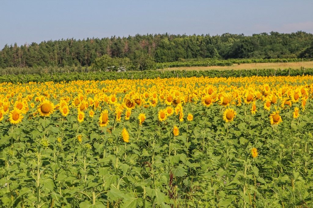 Agriculture in Bogacs, mezőgazdaság