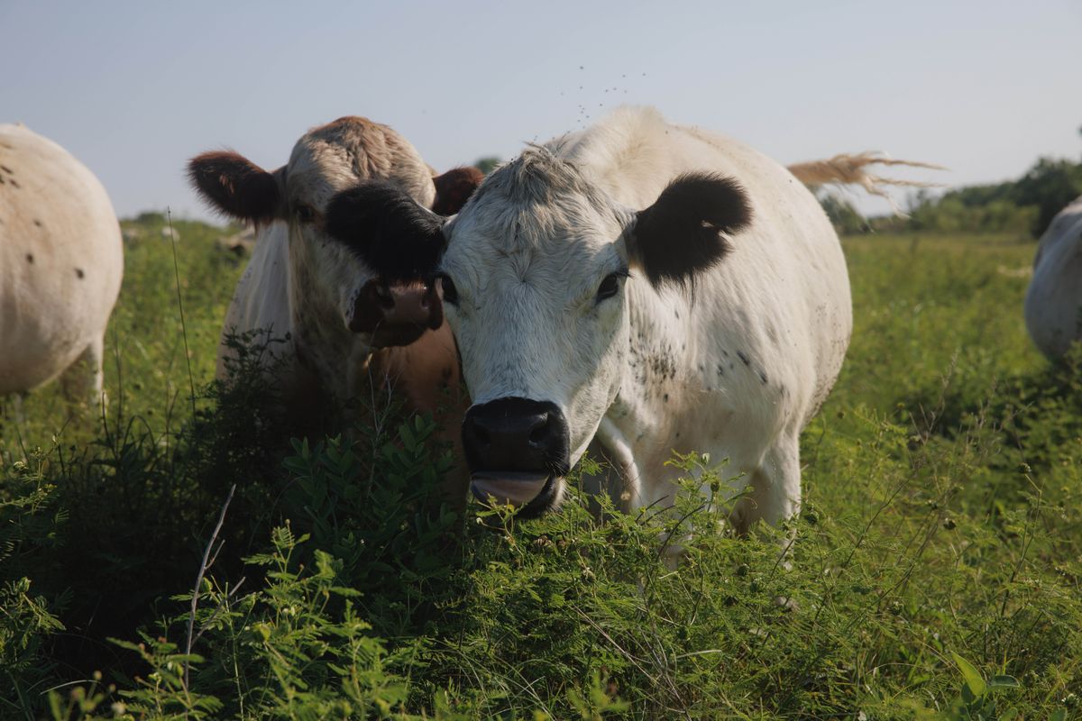 Jeff Bezos Cattle at a farm near Severy, Kansas, US.