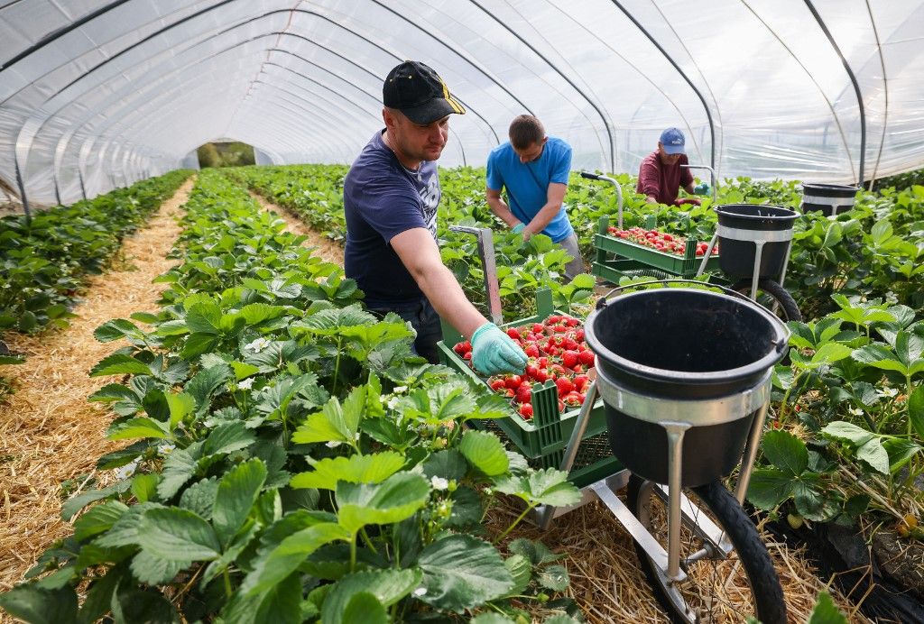 Strawberry harvest, minimálbér
