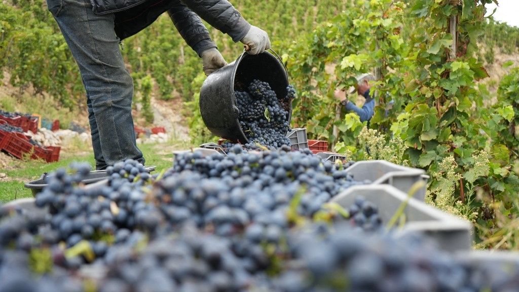 Grape harvest in France: Production down 18% compared to last year