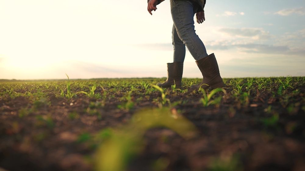 Farmer,Walking,Corn,Sprouts,In,Field.,Agriculture,A,Business,Concept.