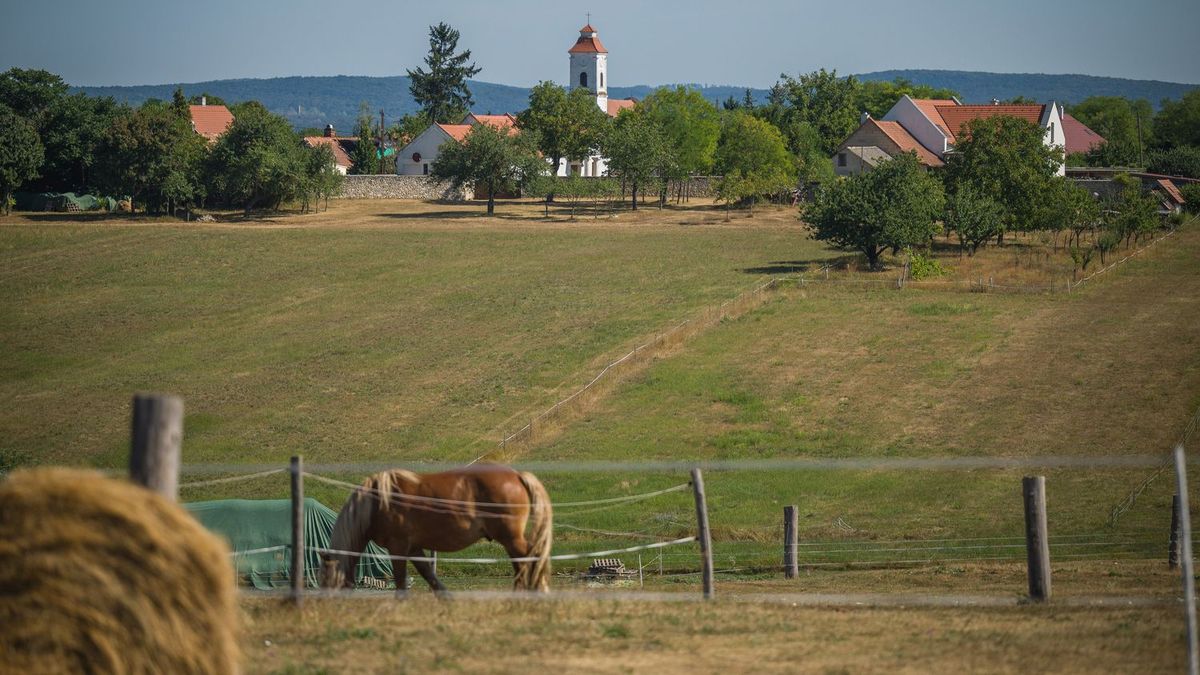 Fúrt kutak bejelentése: a magyarok fele bajban van, mert ellenszegül - súlyos bírságot kockáztatnak
