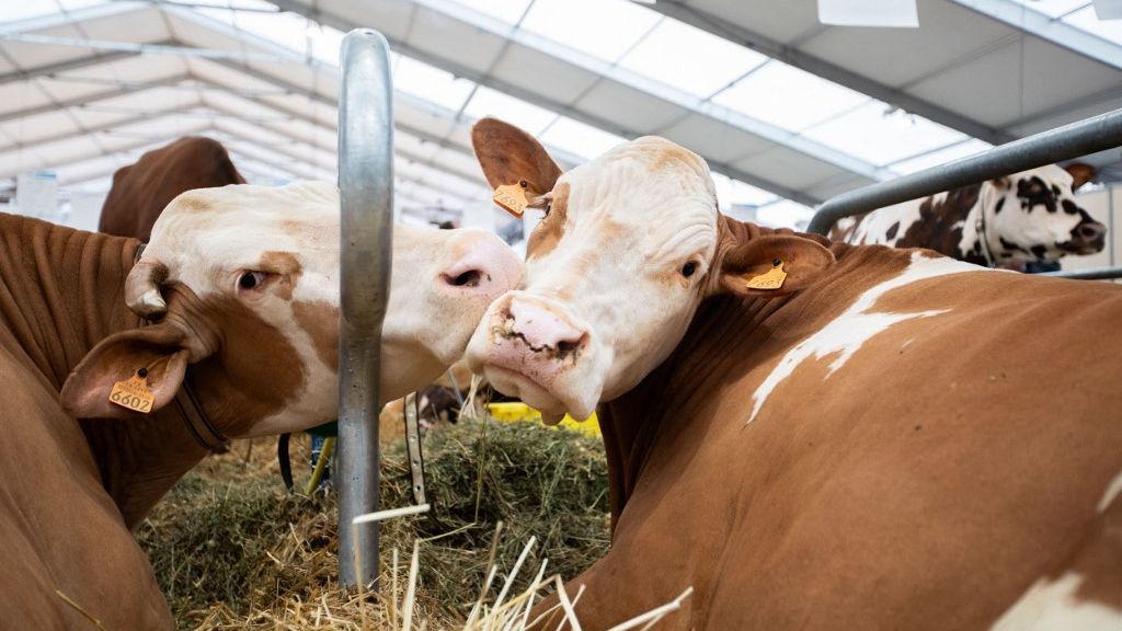 FRANCE-AGRICULTURE-BEEF-COW amerikai marhahús