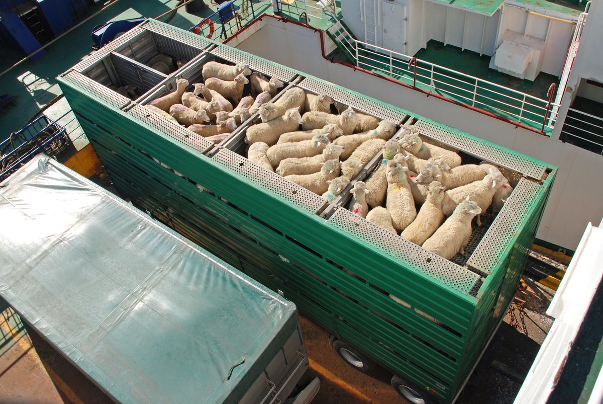 Sheep,Transportation, bárány, bárányszállítás , ragadós száj- és körömfájás