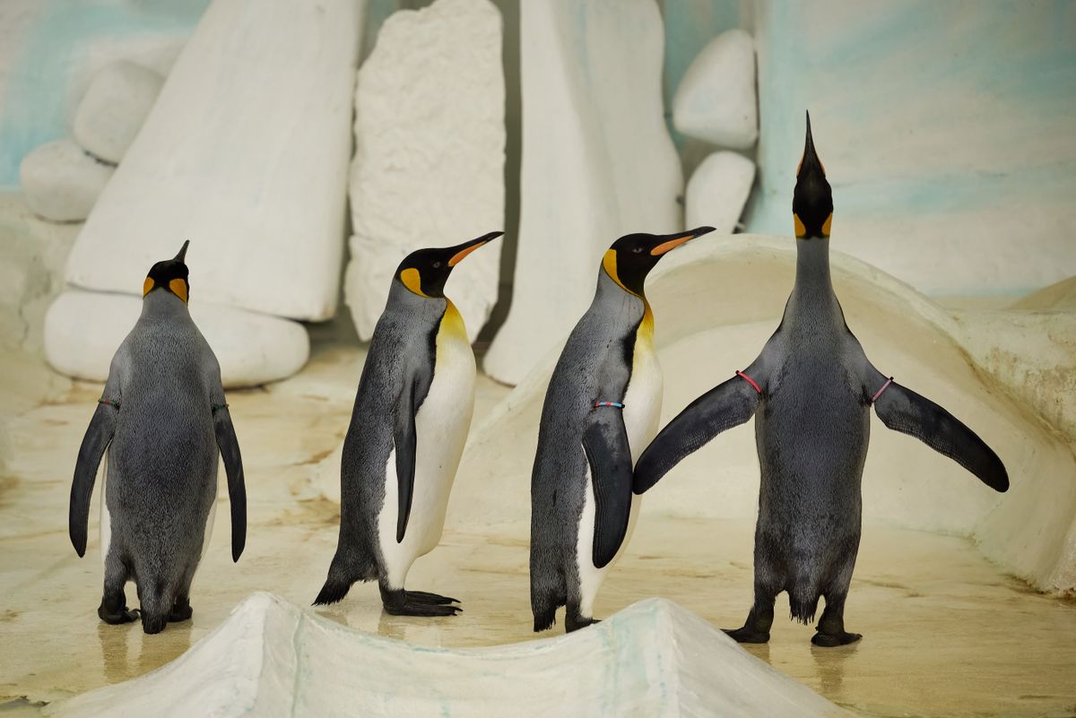 The,King,Penguin,Aptenodytes,Patagonicus,In,Nyíregyháza,Zoo,,Hungary