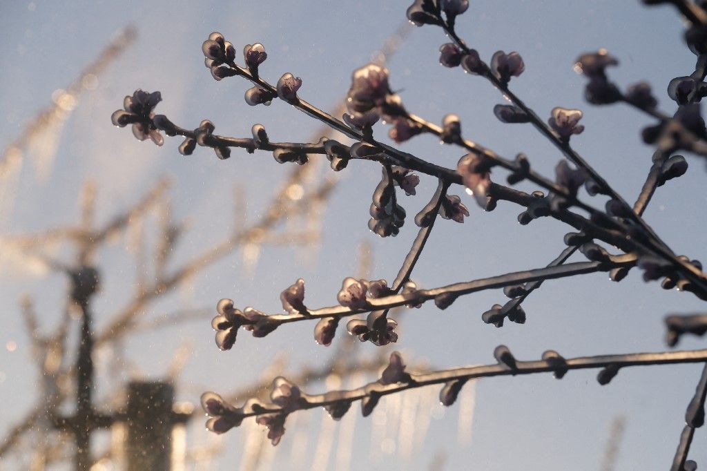 Fruit grower protects plants with frost protection irrigation Hétfőn jön a fagy
