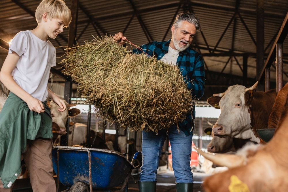 Grandfather,And,Grandson,Working,Together,,Feeding,Cows,In,A,Barn,