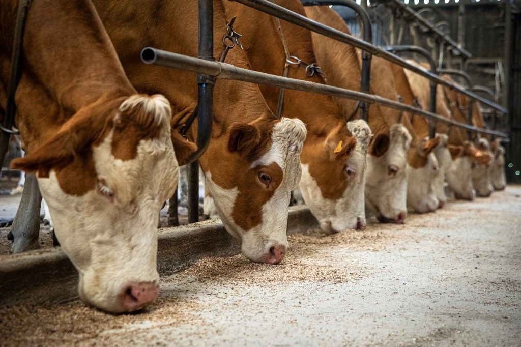 FRANCE - AGRICULTURE PAYSANNE - AGRICULTURE BIOLOGIQUE, tej
