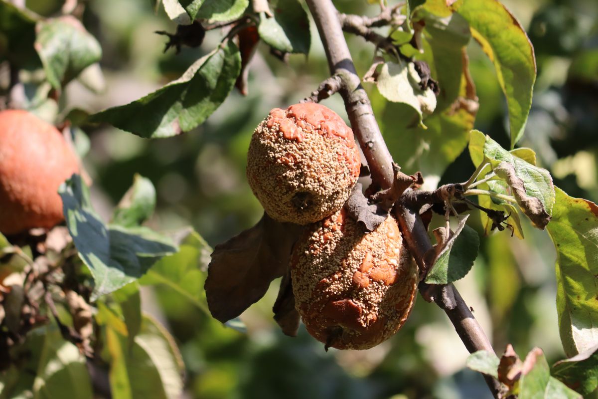 Brown,Fruit,Rot,Of,Apple,Caused,By,Monilia,Fungus, monília, monilia 