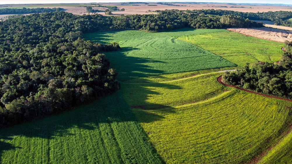 Conversion,Of,Atlantic,Rainforest,Areas,Into,Soybean,Fields.