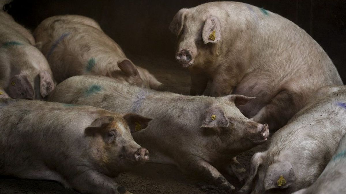 Hústalanítják az iskolai menzákat a spanyolok – a termelők szerint a gyerekek egészsége kárára 