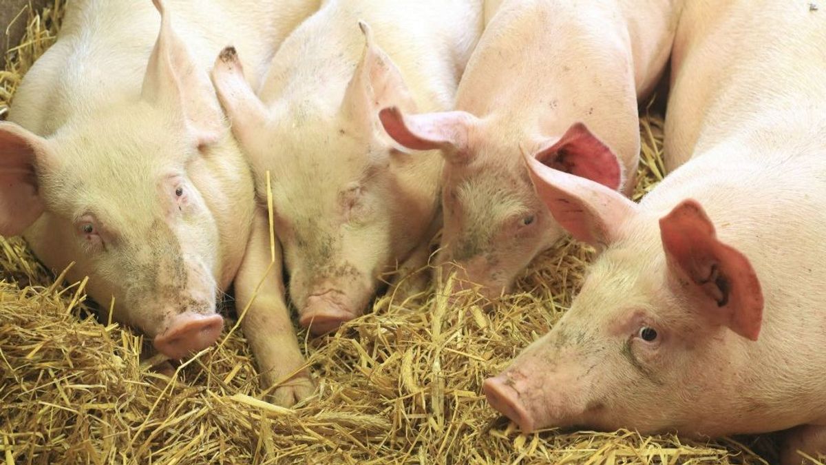 Megsegíti az állam a ragadós száj- és körömfájás miatt az ólakban ragadt túlsúlyos disznók hizlalóit 