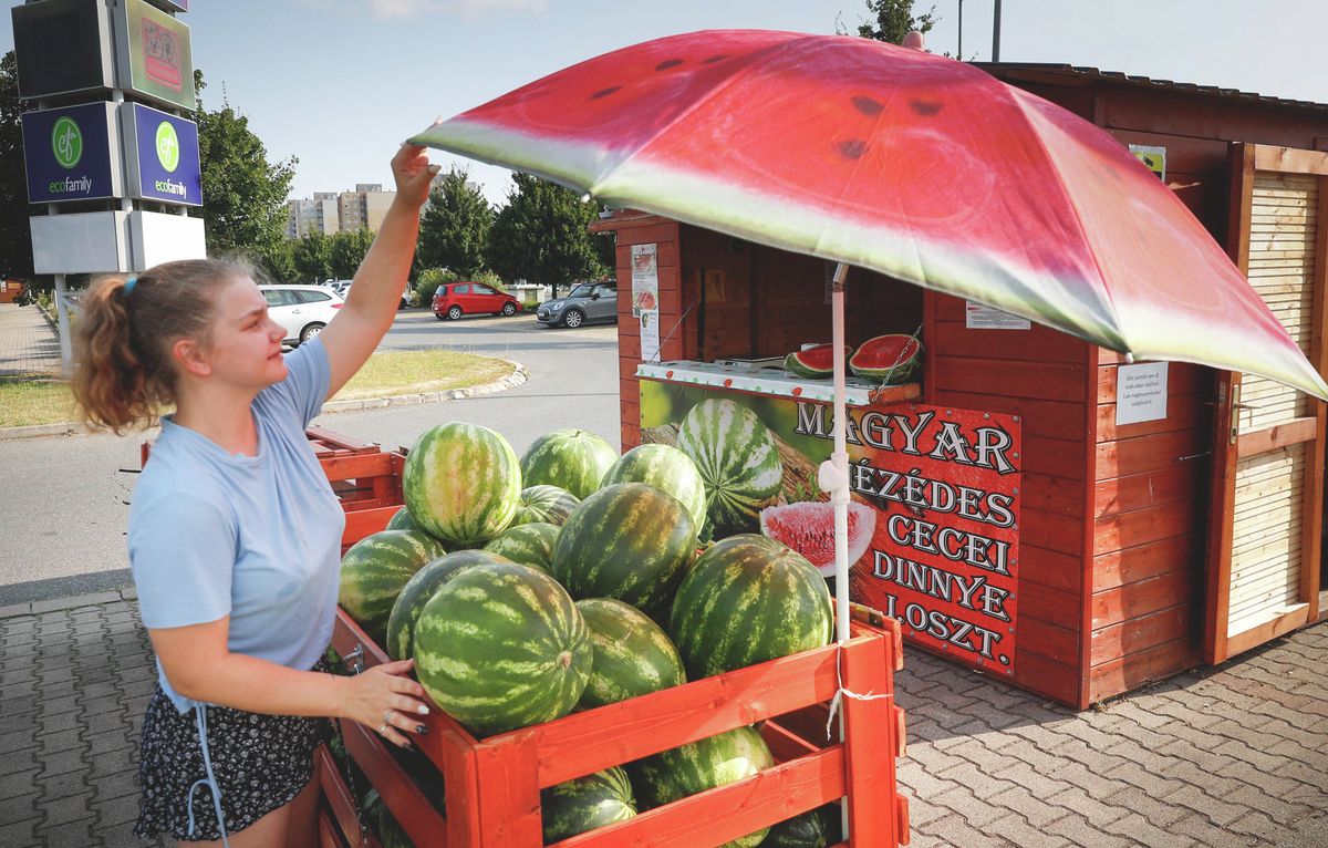 20240725_dinnye_szombathely_szp_vn (5)