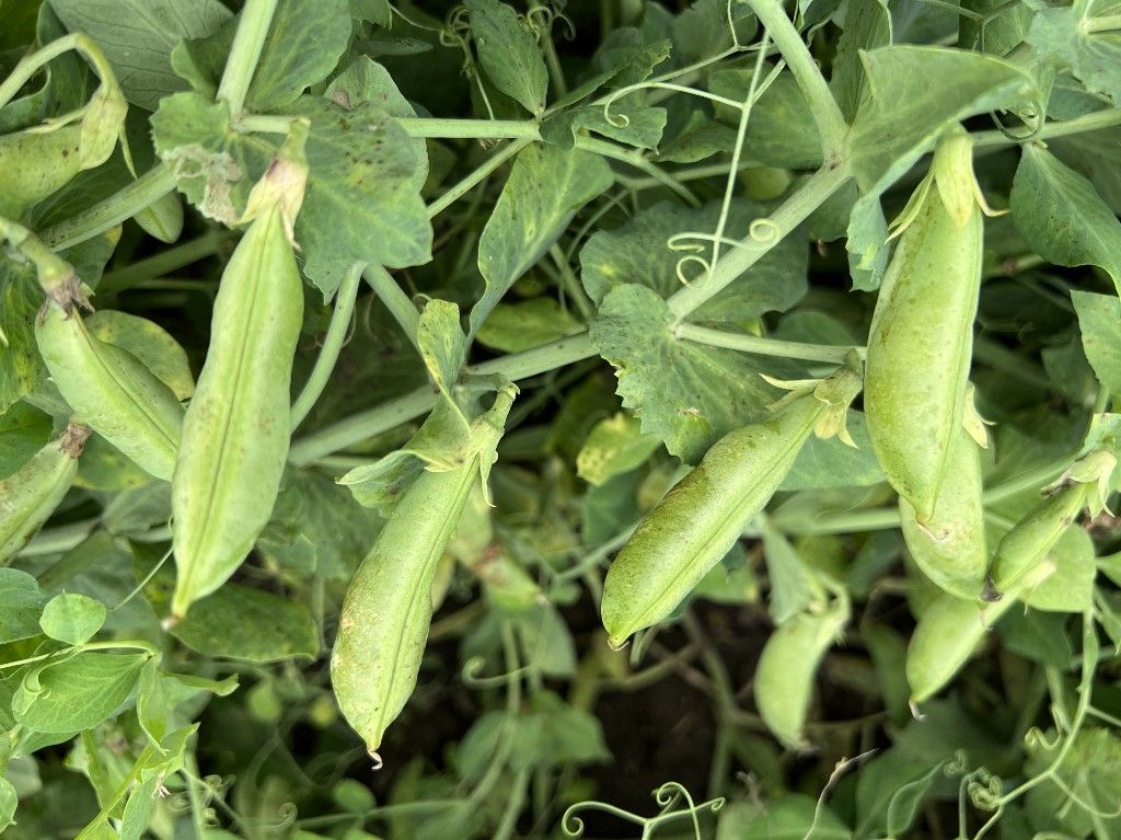 Agriculture In Canada, zöldborsó termesztése