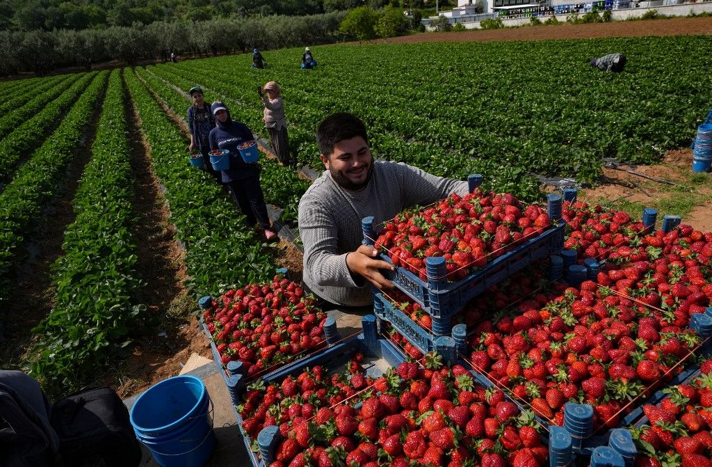 szabadföldi eper, Emiralem strawberry harvest delayed due to cold weather this year