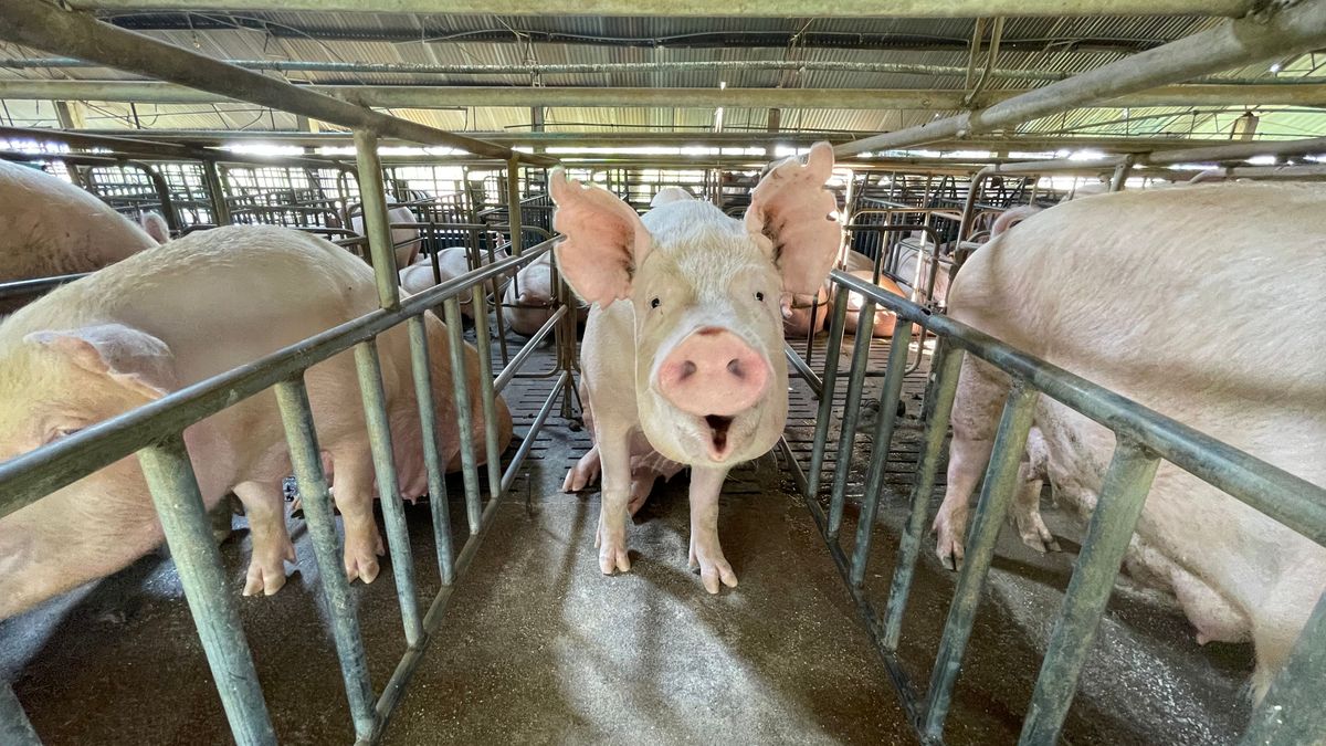 Vége lehet a rosszabb időknek, hatalmas piacot teremthet a kormány a magyar gazdáknak és agráriumnak 
