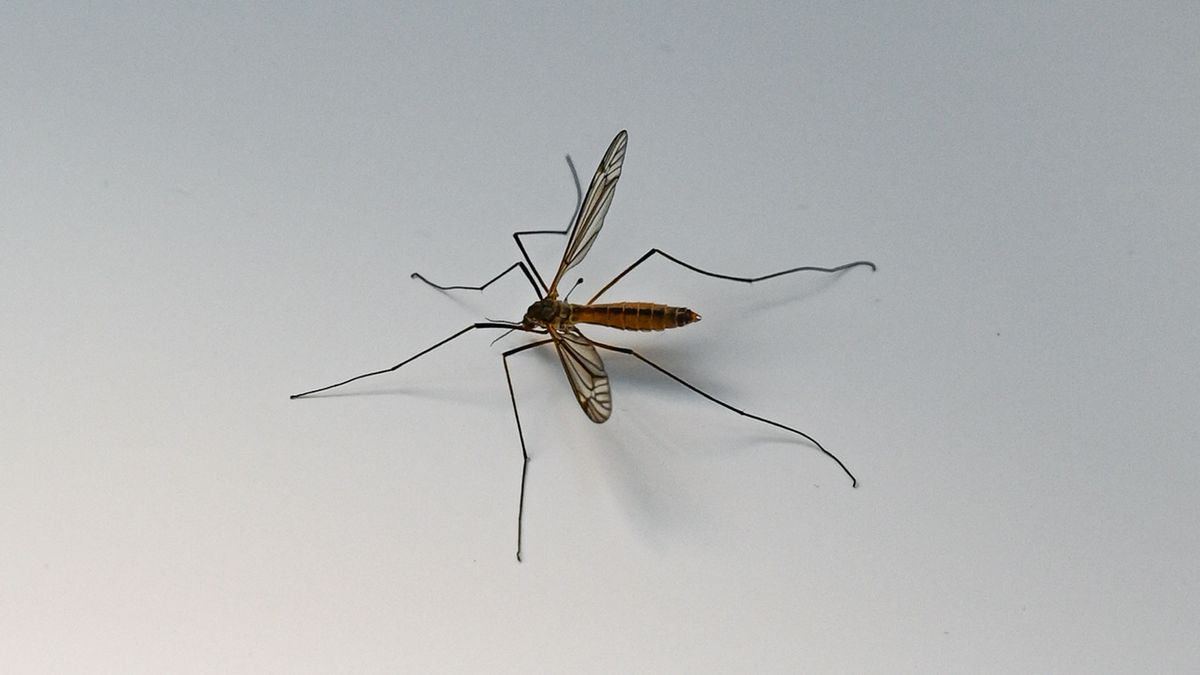 FRANCE-LEPTOTARSUS-CALEDONIANUS-MOSQUITO-CRAPONNE trópusi vírusok