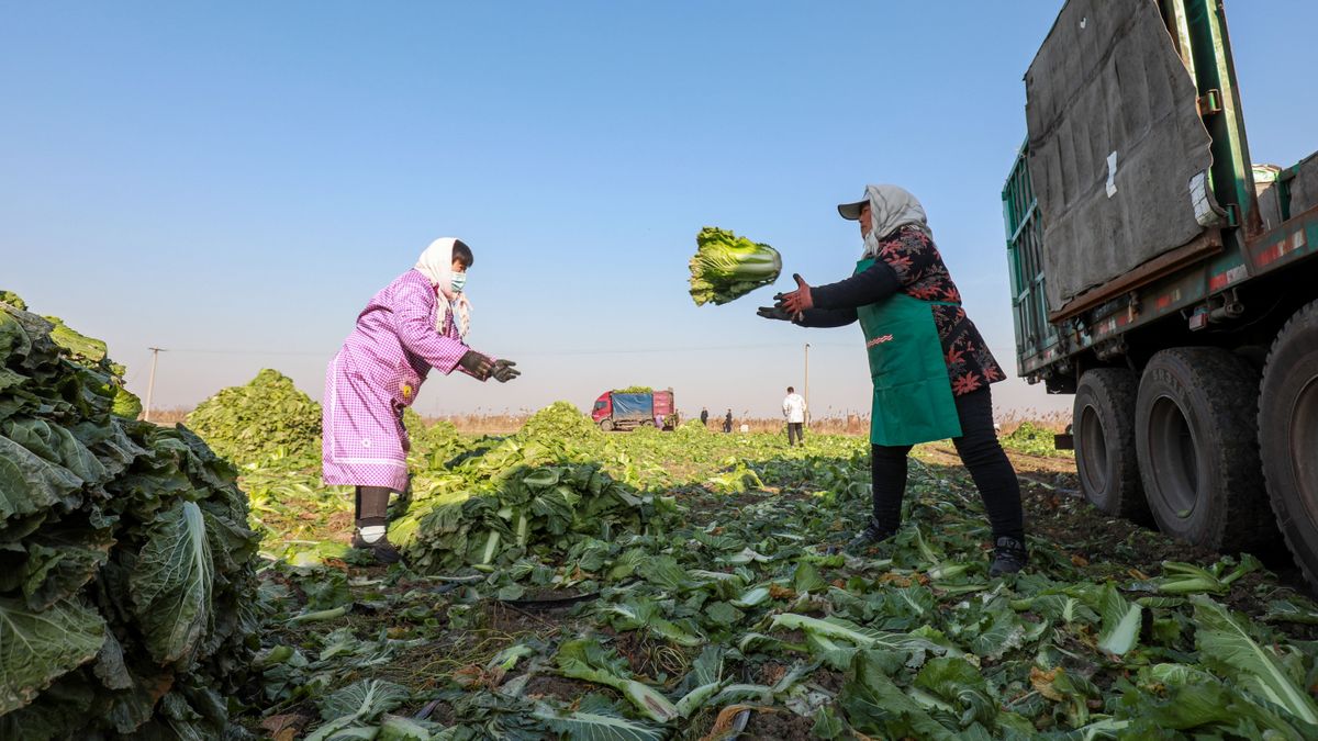 Kína,Luannan,County,,China,-,November,24,,2021:,Farmers,Load,Chinese