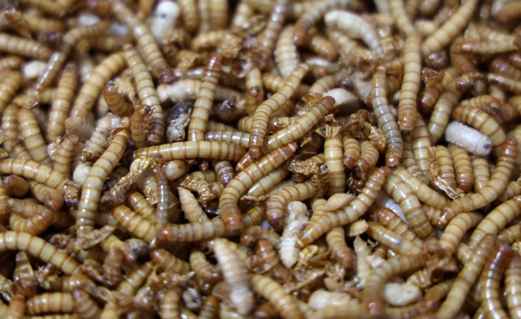 Start-up company produces insect meal rovarfehérje