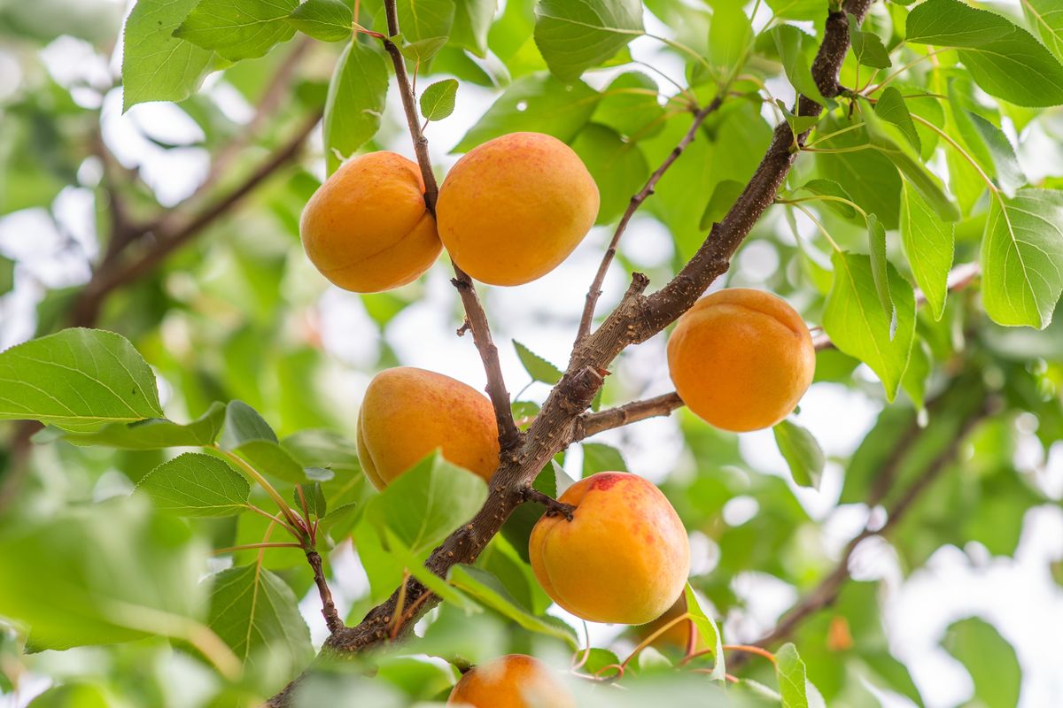 A,Bunch,Of,Ripe,Apricots,Branch,In,Sunlight, áprilisi fagy