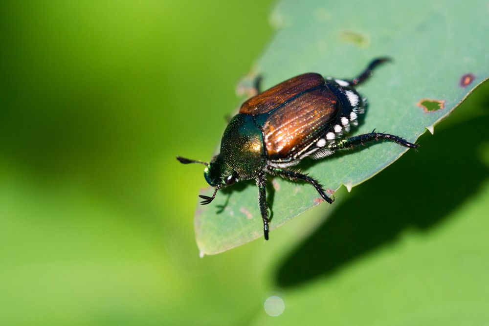 veszélyes kártevő, Japanese,Beetle,(popillia,Japonica), japán cserebogár, 