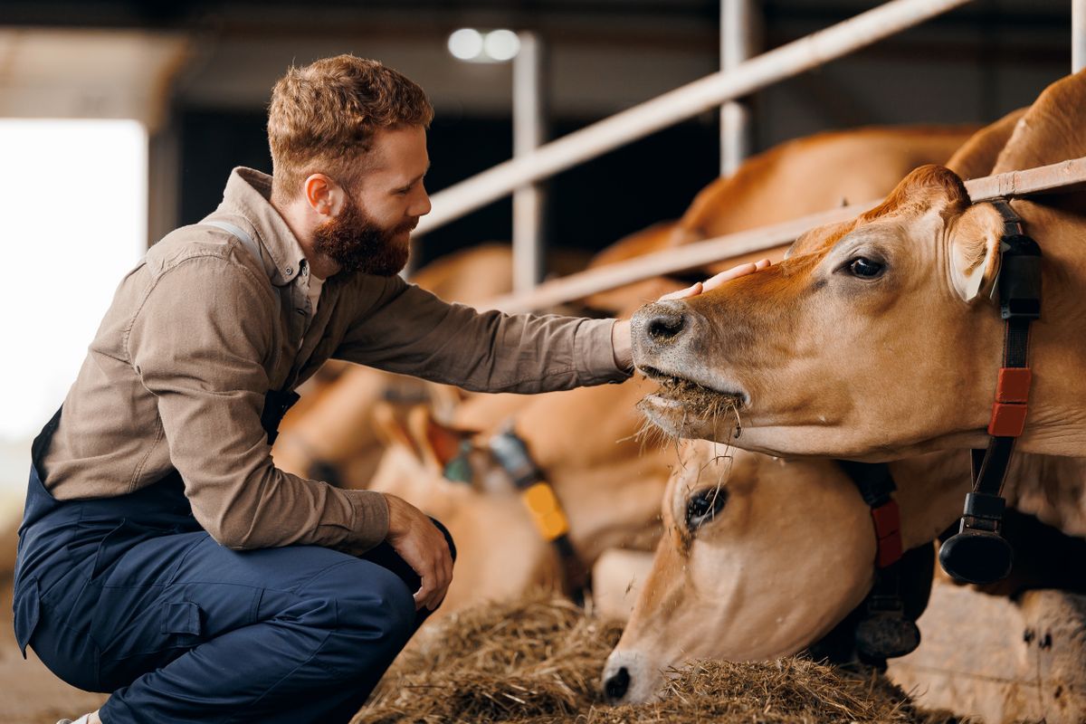 fiatal gazdák, Happy,Young,Man,Farm,Worker,Takes,Care,Of,Cows,In
