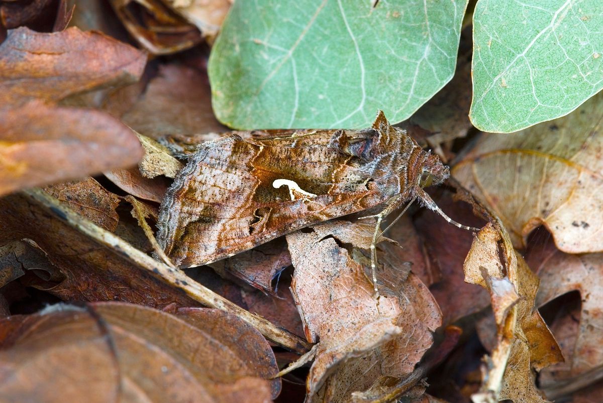Camouflaged Animals