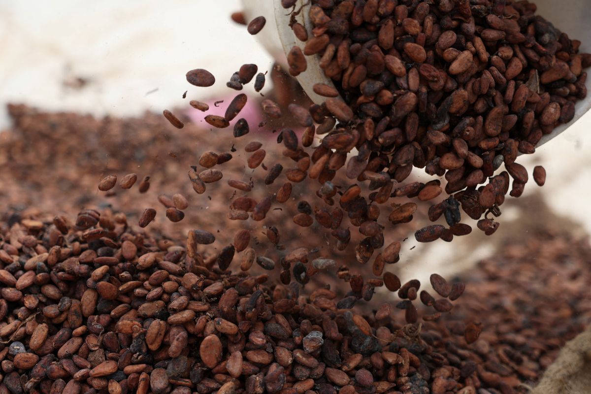 'Cocoa boys' flock to Nigerian farmlands, drawn by high prices A magas kakaóárak miatt virágzik a csempészetet, a kereskedők aggódnak