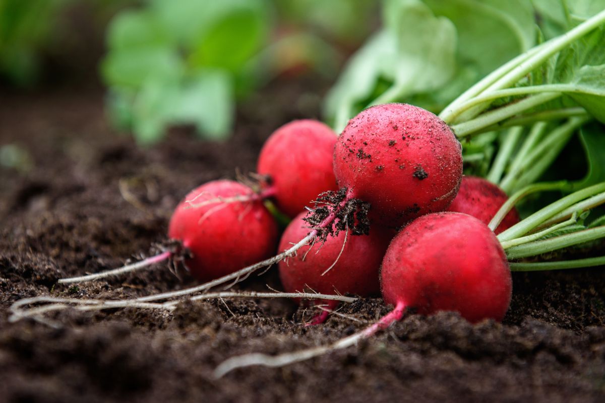 Szupermenta Harvesting,Red,Radishes,In,The,Garden