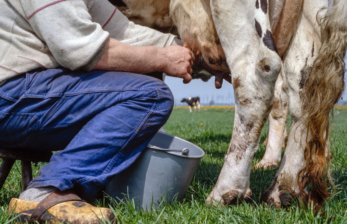 Traditional,Cow,Milking,By,Hand.,Wooden,Shoes,In,Meadow,With, terhén, fejés, tehéntej, tehén fejés, tehénfejés, ragadós száj- és körömfájás