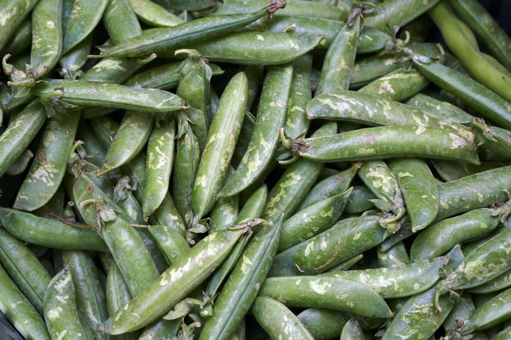 France haute garonne bagneres de luchon market place gabriel rouy peas, zöldborsó vetésterülete