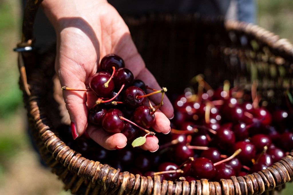 meggypiaci várakozások, Good cherry harvest despite drought