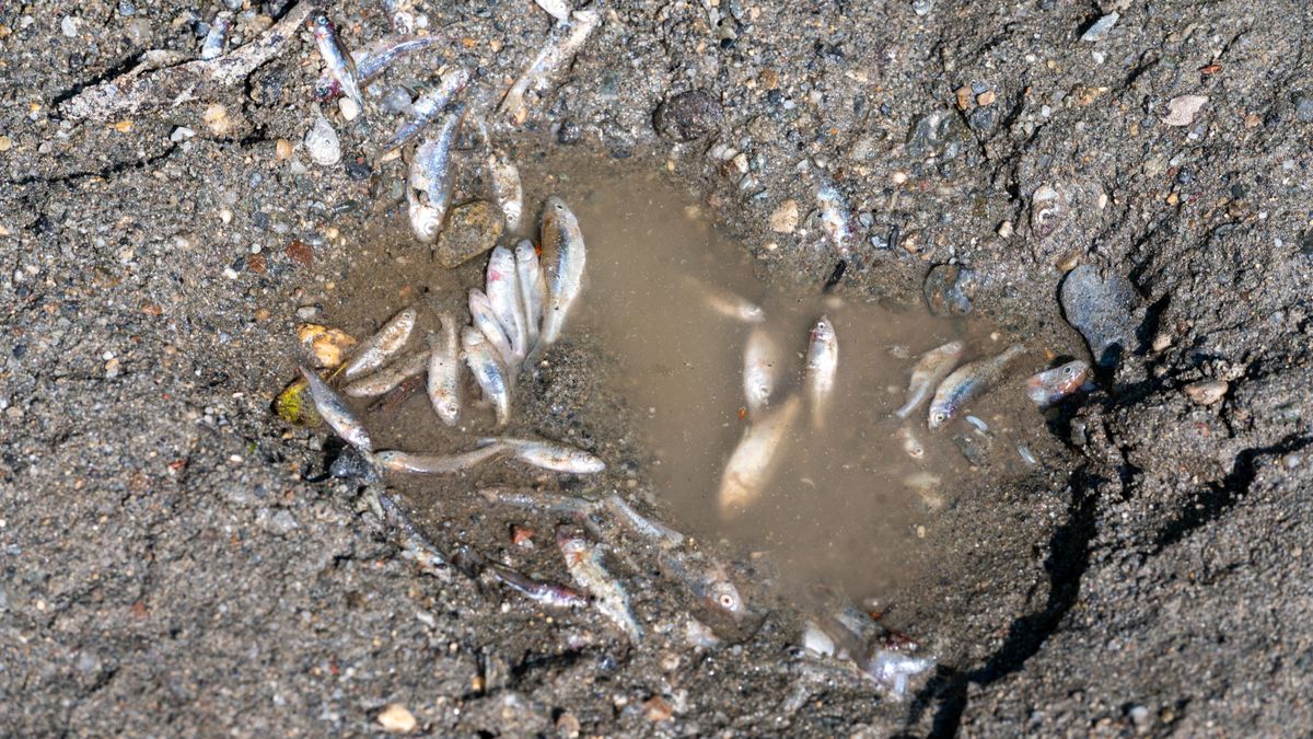 A parajdi katasztrófa utóhatása: ömlik a sós víz a Tisza felé