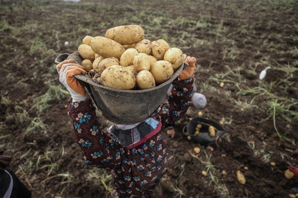burgonya termelése, Potato harvest during spring season in Egypt