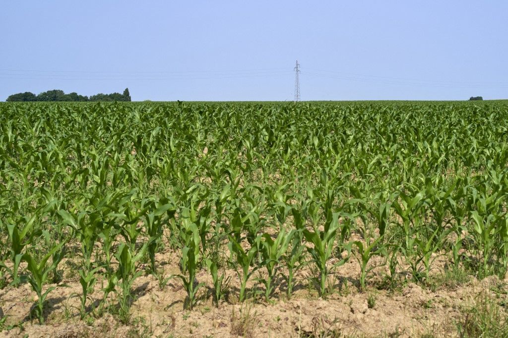 FRANCE - AGRICULTURE - ILLUSTRATION, aszályos év
