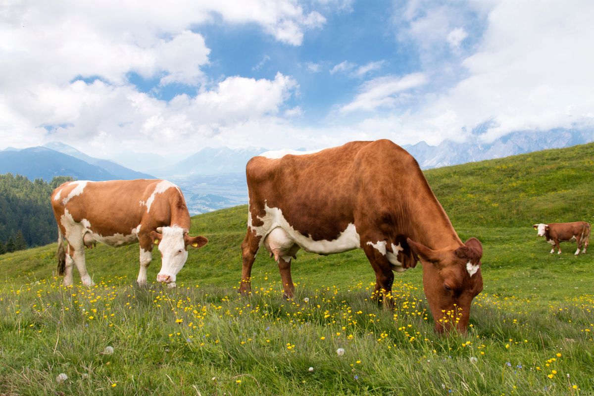 Two,Cows,On,The,Meadow,In,A,Beautiful,Mountain,Landscape, laboratóriumi hús