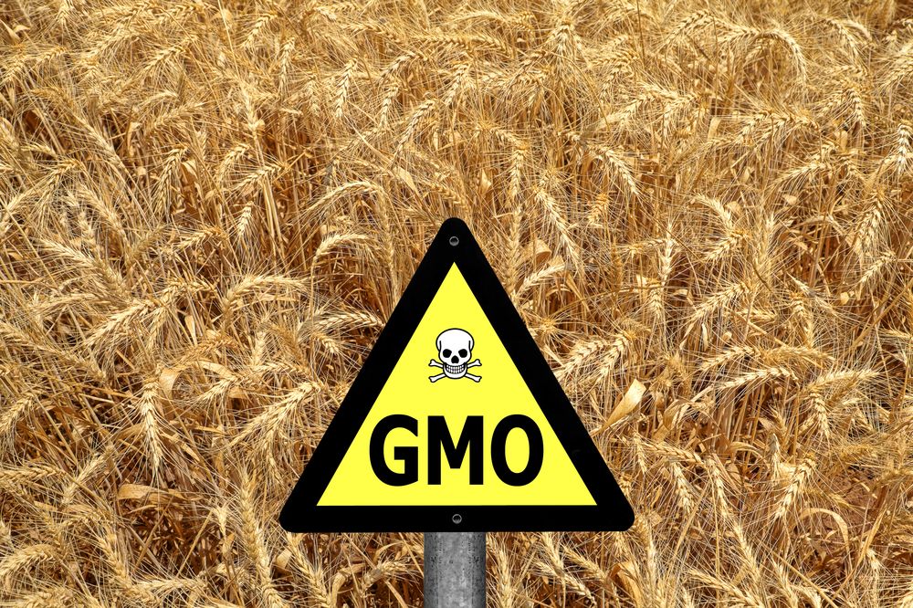 Gmo, (,Gm,),Yellow,Sign,With,The,Wheat,Crop Ukrajna