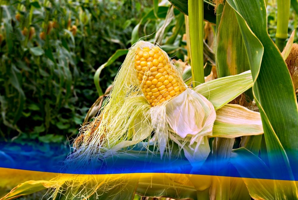 GMO, Ukrajna