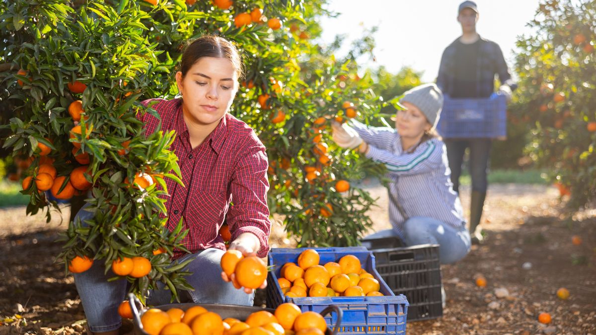 Spanyolország,Skilled,Young,Woman,Farmer,Employee,In,Plaid,Shirt,Harvesting,Fresh