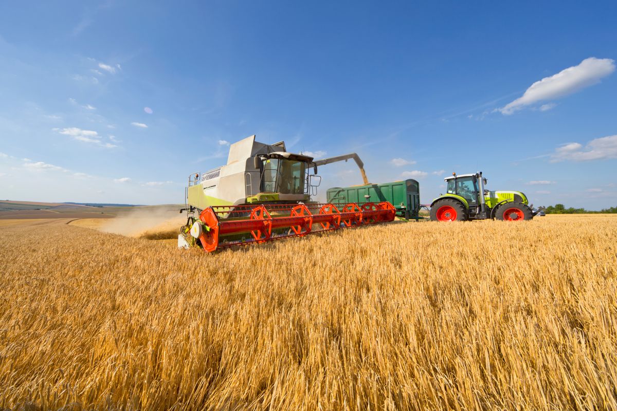 Combine,Harvester,Filling,Trailer,In,A,Sunny,Barley,Field, árpa, búza aratása