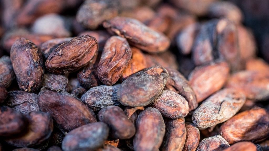 From bean to bar, Haiti's cocoa wants international recognition kakaó