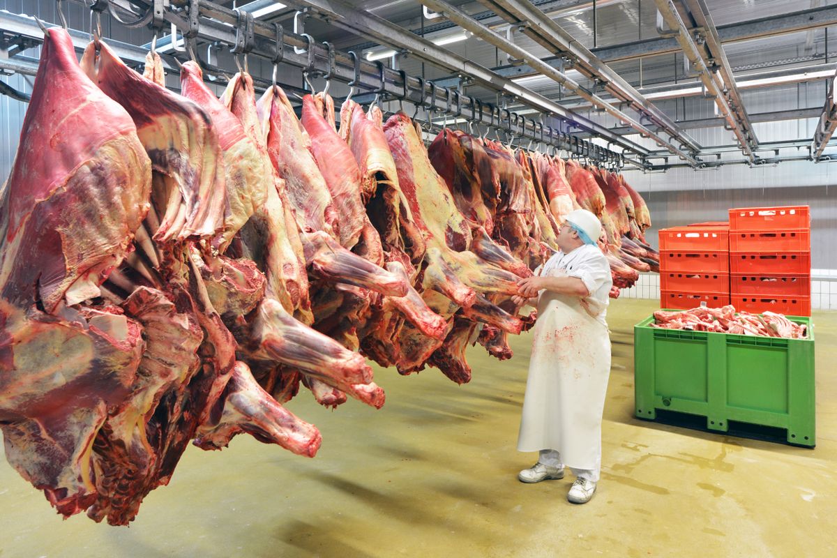Slaughterhouse:,Flewischer,Inspects,Freshly,Slaughtered,Cattle,Halves,In,The,Cold, bikák vágása