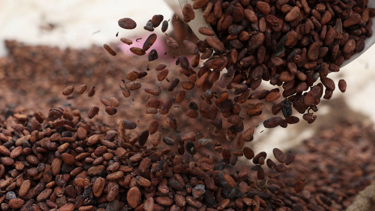 'Cocoa boys' flock to Nigerian farmlands, drawn by high prices kávé és kakaó