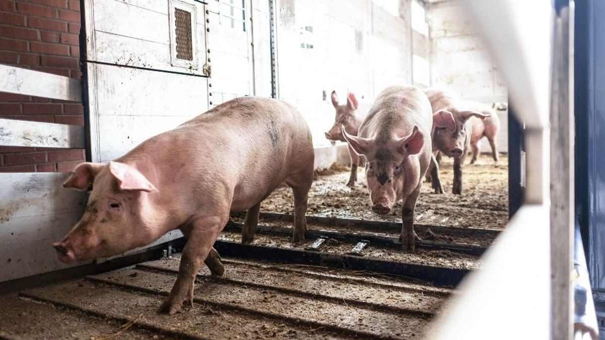 Elmaradt a grillszezon berobbanása Európában, érkezett helyette az olcsóbb sertés 