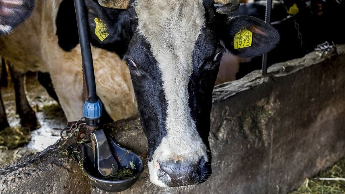 Tejpiaci óriás romániai cégét veszi meg a Bonafarm 