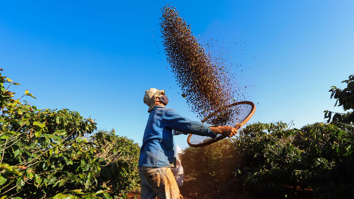 Eltérítik az amerikai vámok a brazil kávé útját, de ez jól jöhet Európának 