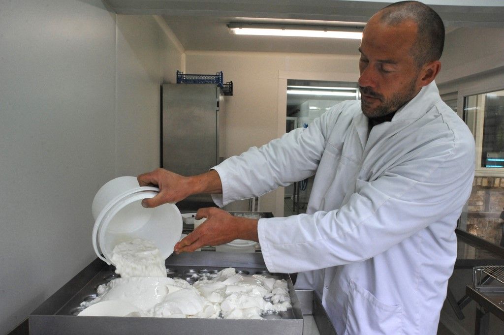 Goat breeding and production of organic product from goat milk